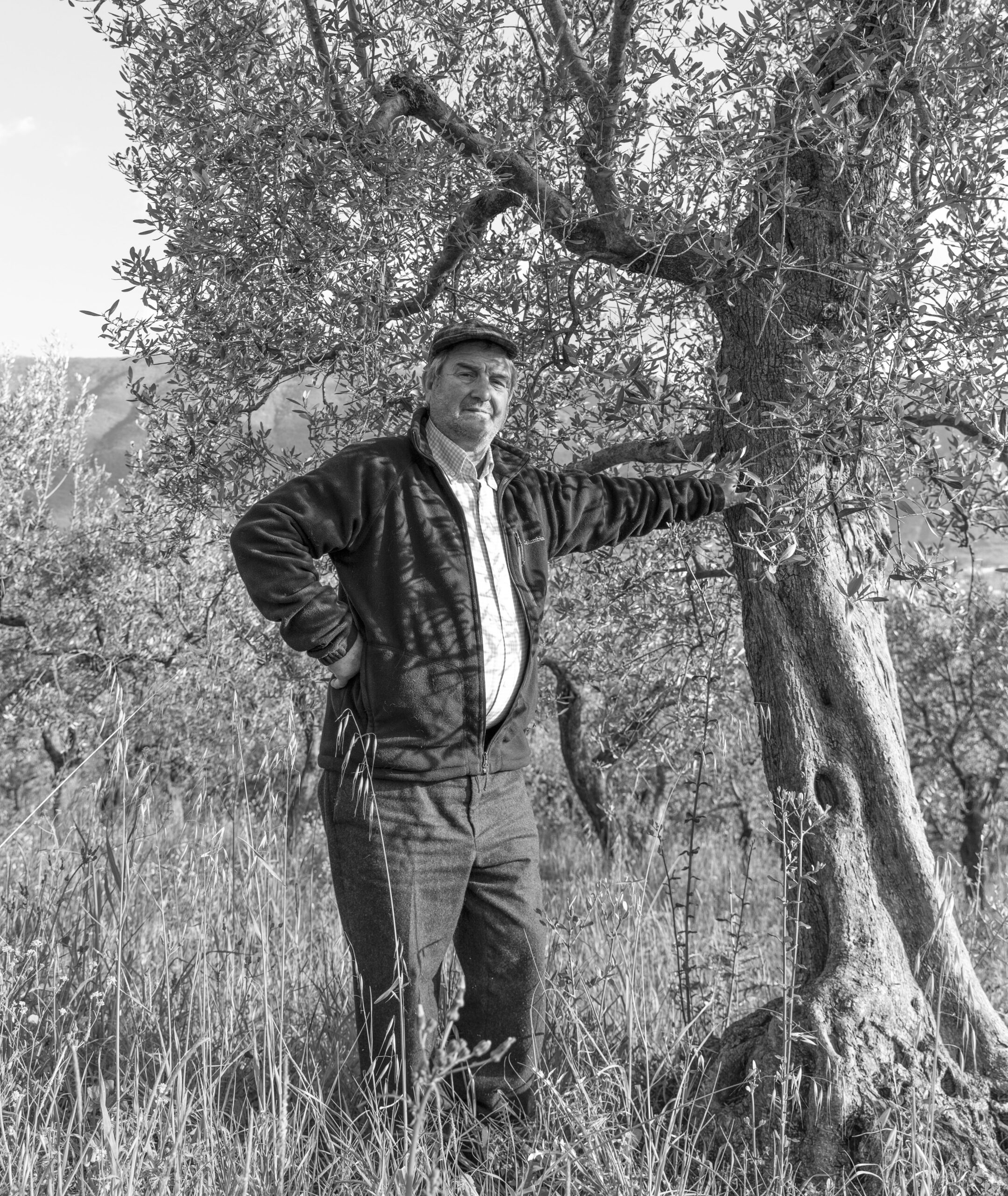 oncle Davide et ses oliviers